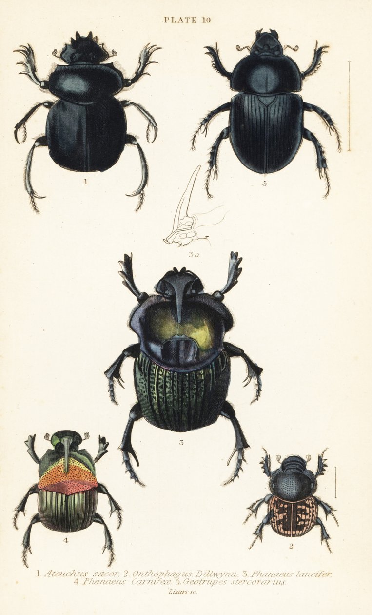 Vruboun posvátný, Scarabaeus posvátný 1, hnojní brouci, Onthophagus nuchicornis 2, Coprophanaeus lancifer 3, Sulcophanaeus řezník 4 a hnojník zemní, kobka Geotrupes od English School