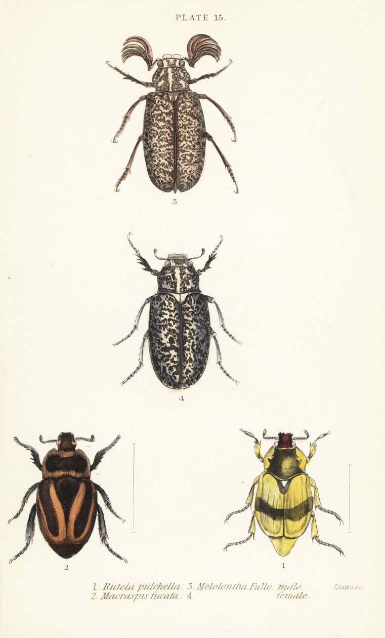 Scarab brouci: Pelidnota pulchella subsp od English School