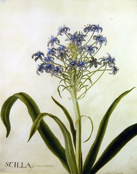 Botanická studie Scilla Peruviana (akvarel na papíře) od English School