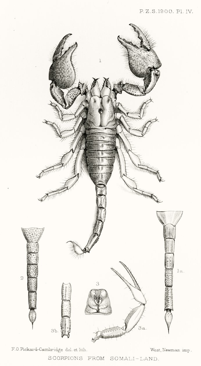 Scorpions from Somaliland, ilustrace z The Hope Reports, sv. II, 1897-1900., editoval Edward B. Poulton, Oxford, 1901 od English School