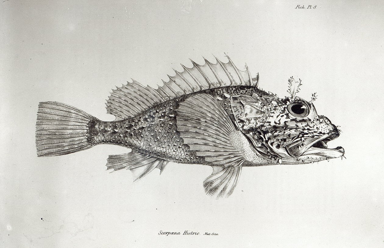 Scorpion Fish, deska 8 z „The Zoology of the Voyage of H.M.S Beagle, 1832-36“ od Charlese Darwina od English School