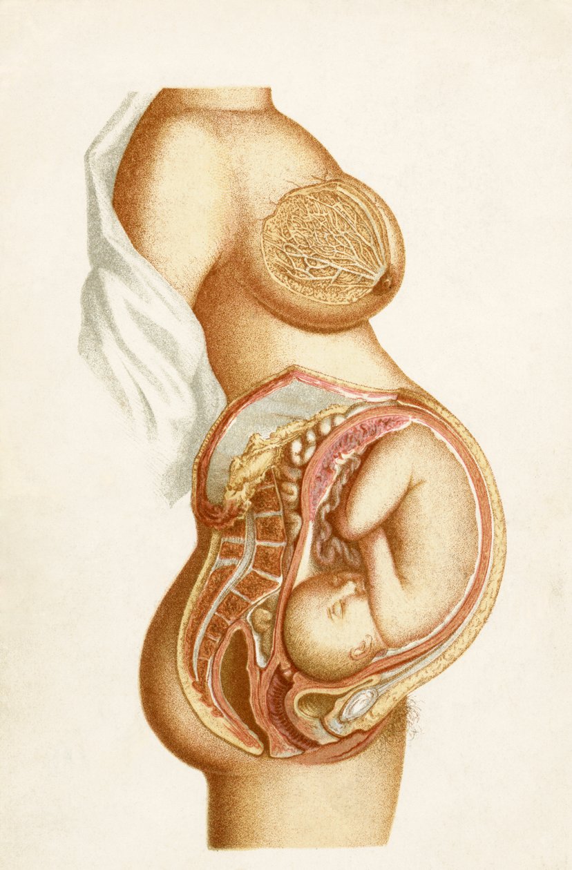 Polodiagramatický řez plodu v průběhu těhotenství znázorňující polohu plodu v děloze, z knihy Handbook of Obstetric Nursing, vydané v roce 1889. od English School