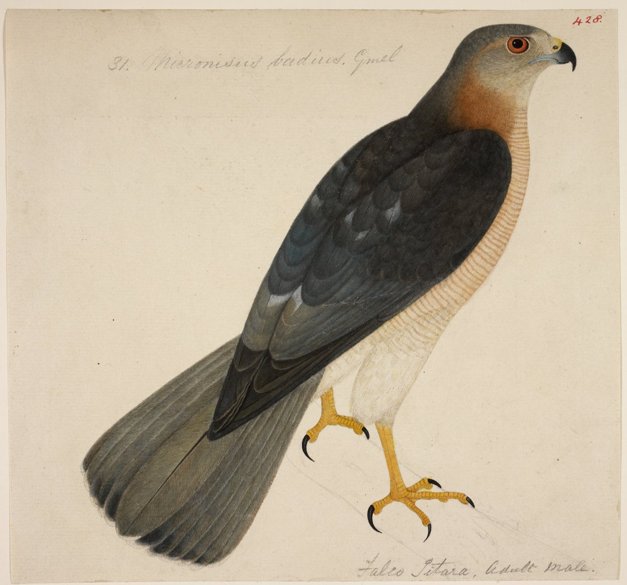 Shikra, nebo 
