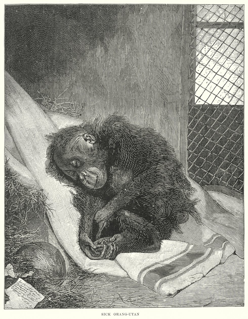 Nemocný orangutan (rytina) od English School