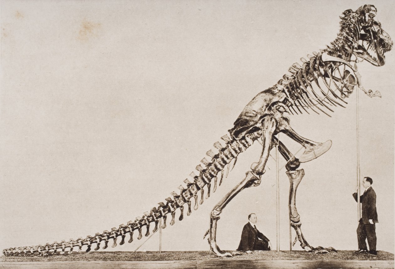 Kostra Tyrannosaura Rexe, v Americkém muzeu přírodní historie, z „Nástin historie“ od H. G. Wellse, svazek I, publikovaný v roce 1920 (hlubotisk) od English School