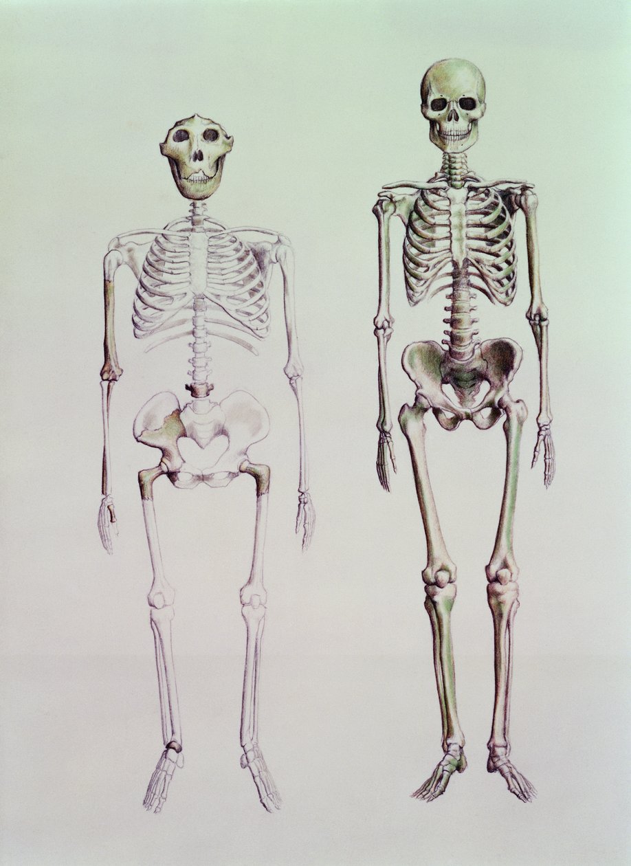 Kostry Australopithecus Boisei a Homo Sapiens od English School