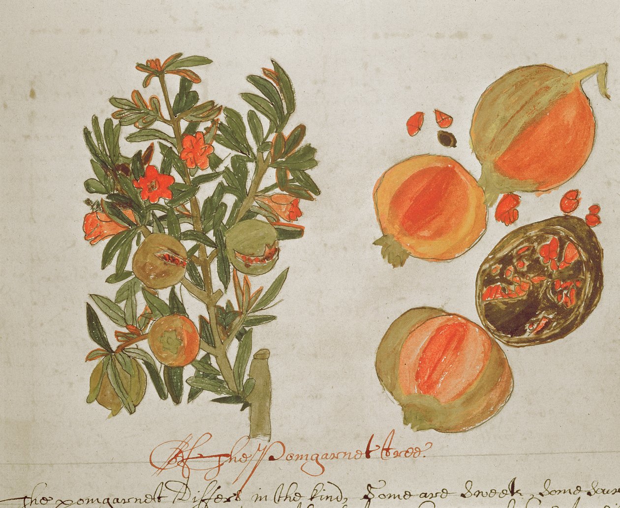 Sloane 4013 f.26 Granátová jablka z 