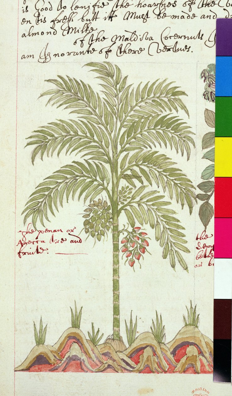 Datlová palma Sloane 4013 f.5v z 