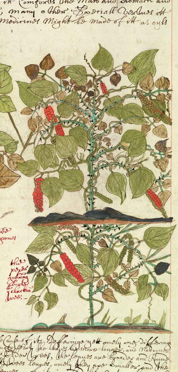 Sloane 4013 f.7 Det. Pepřovník z "Popisy indických rostlin" od English School