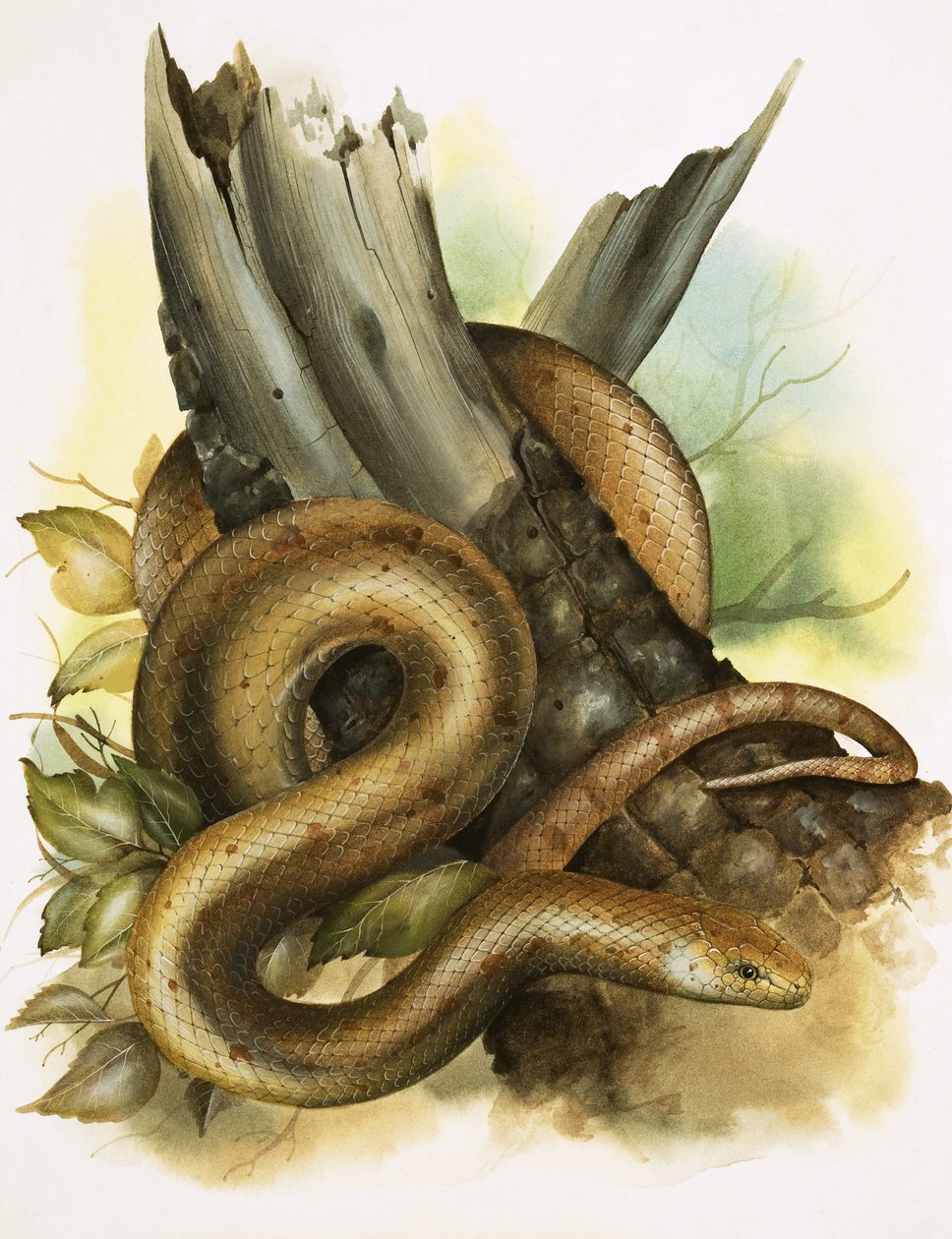 Snake od English School