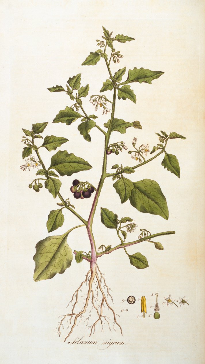 Solanum nigrum [nightshade], ilustrace z Flora Londiniensis [Flowers of London] od Williama Curtise, vydáno 1777-98 (barevná rytina) od English School