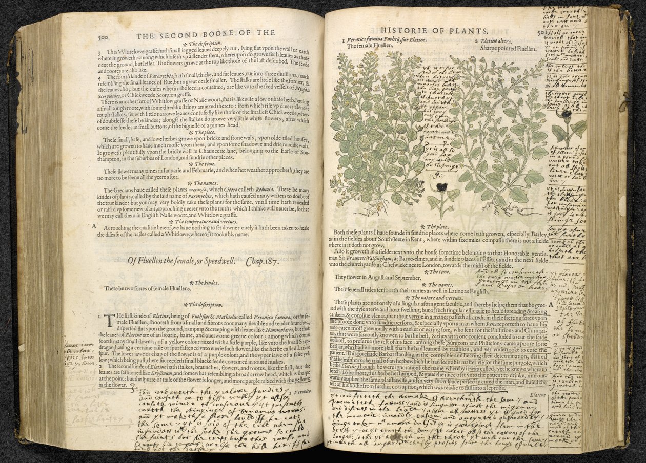 Speedwell, strana 500-501 z „The herball or Generall history of plantes“ od Johna Gerarda od English School