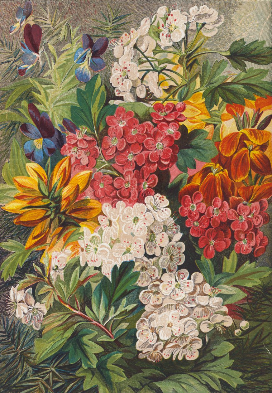 Jarní květiny (barevná litografie) od English School