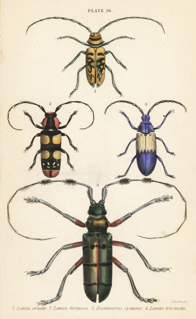 Sternotomis pulchra 1, Tragocephala formosa 2, zavíječ bezový, Desmocerus palliatus 3 a Thysia wallichii 4 od English School