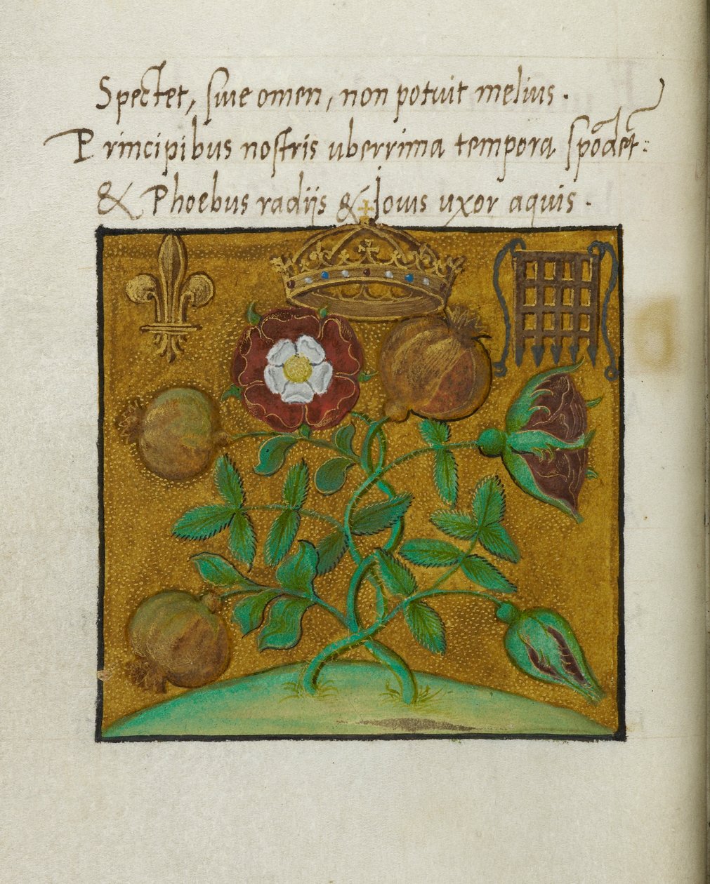 Symboly královské rodiny, ilustrace pro „Básně o korunovaci anglického krále Jindřicha VIII. a královny Kateřiny Aragonské, od Sir Thomas More od English School