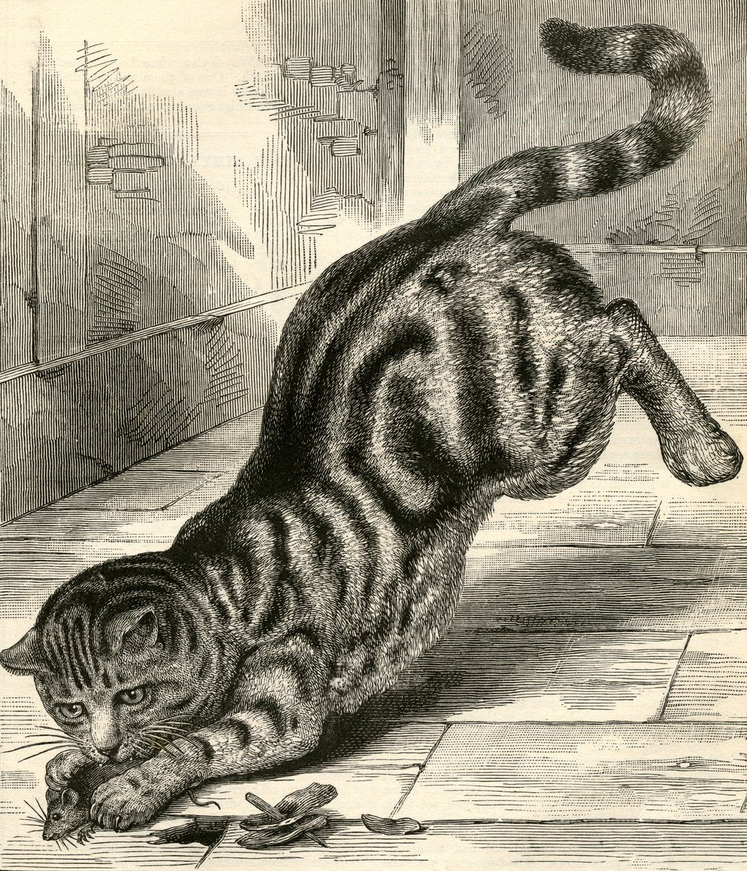 Kočka Tabby skáče na myš od English School