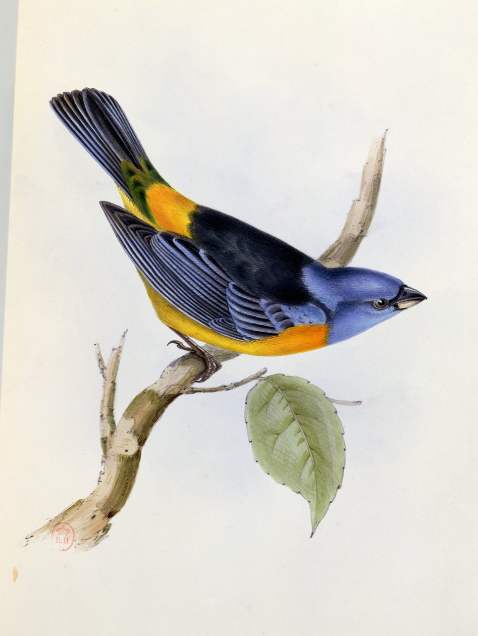 Tanagra Darwini, deska 34 z The Zoology of the Voyage of H.M.S. Bígl 1832-36, Charles Darwin (1809-92), 1840 od English School
