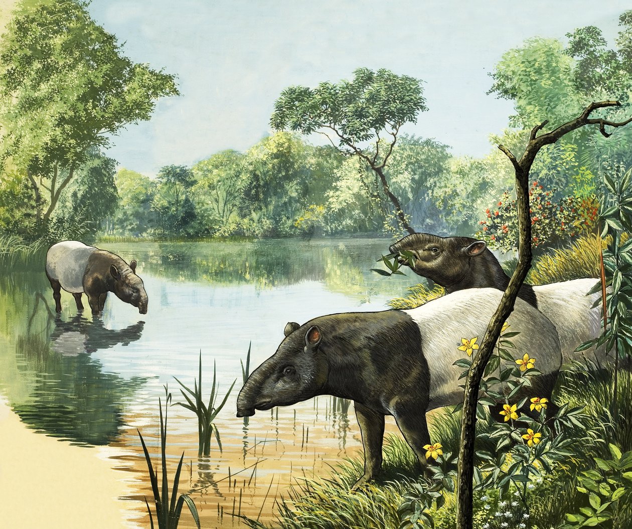 Tapíři, ilustrace z knihy Říše divů přírody od English School