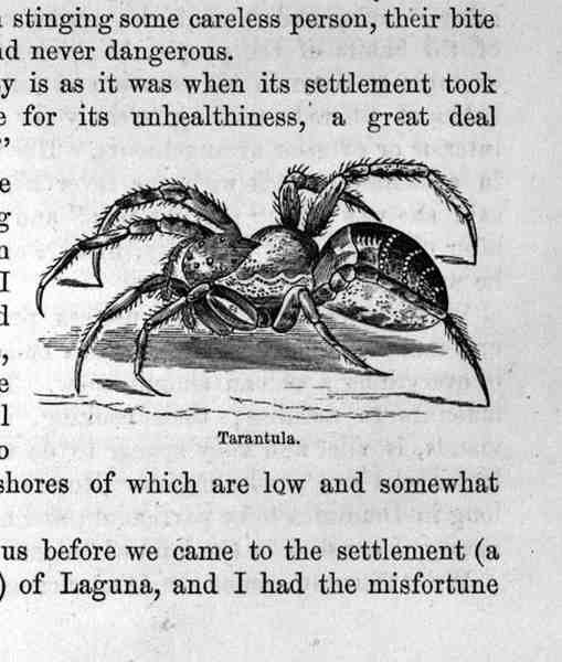 Tarantule, ze Santo Dominga Minulost a současnost Samuel Hazard, hospoda. 1873 od English School
