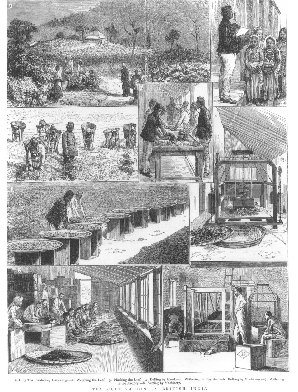 Pěstování čaje v Britské Indii, 1876 od English School