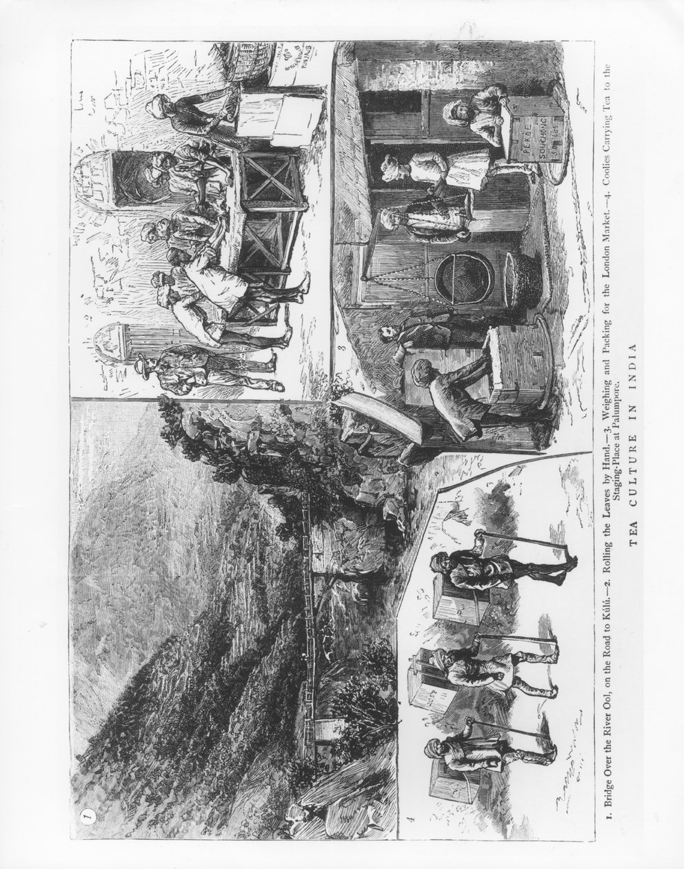 Čajová kultura v Indii, 1883 od English School