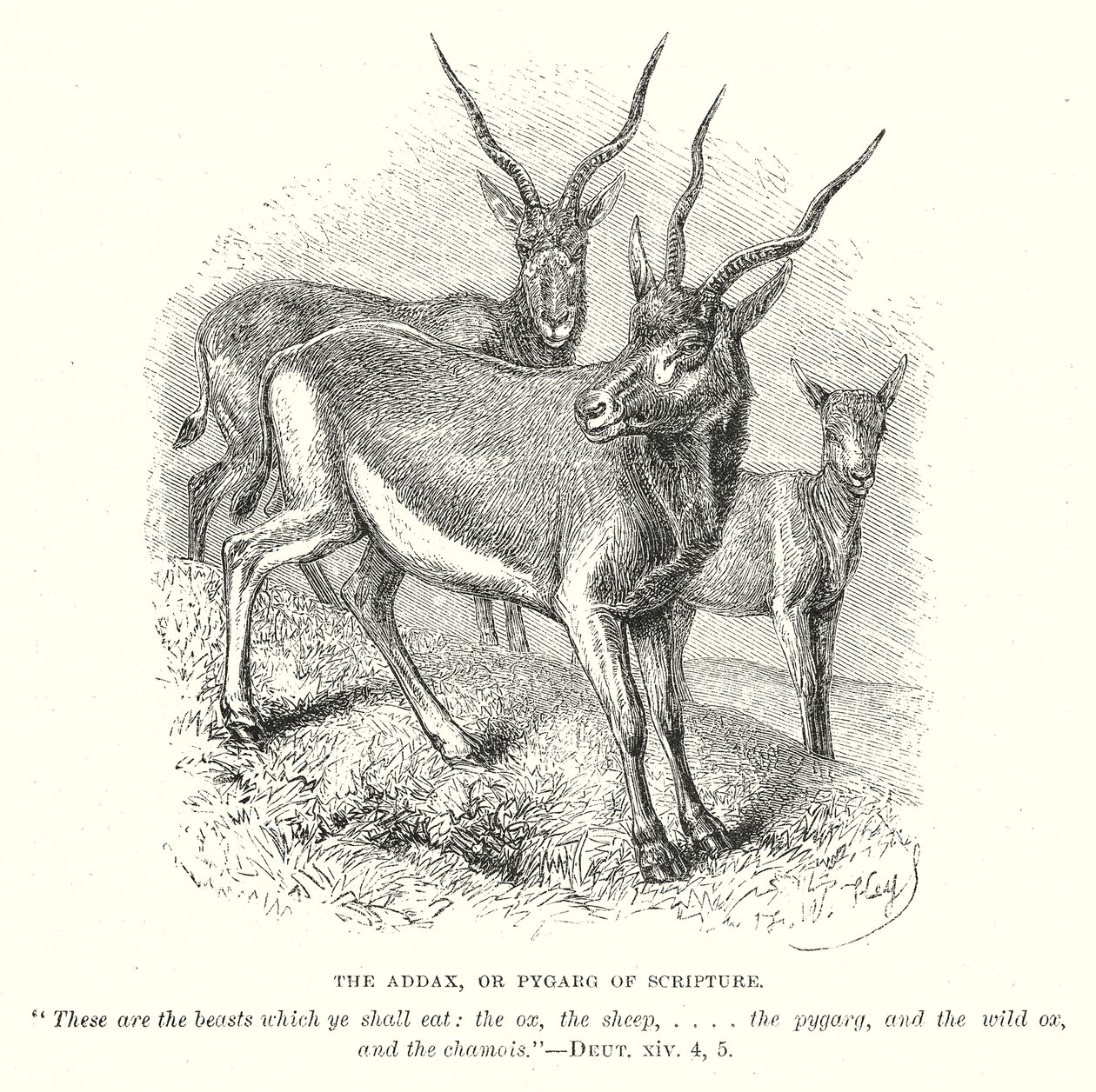 Addax neboli Pygarg z Písma (rytina) od English School
