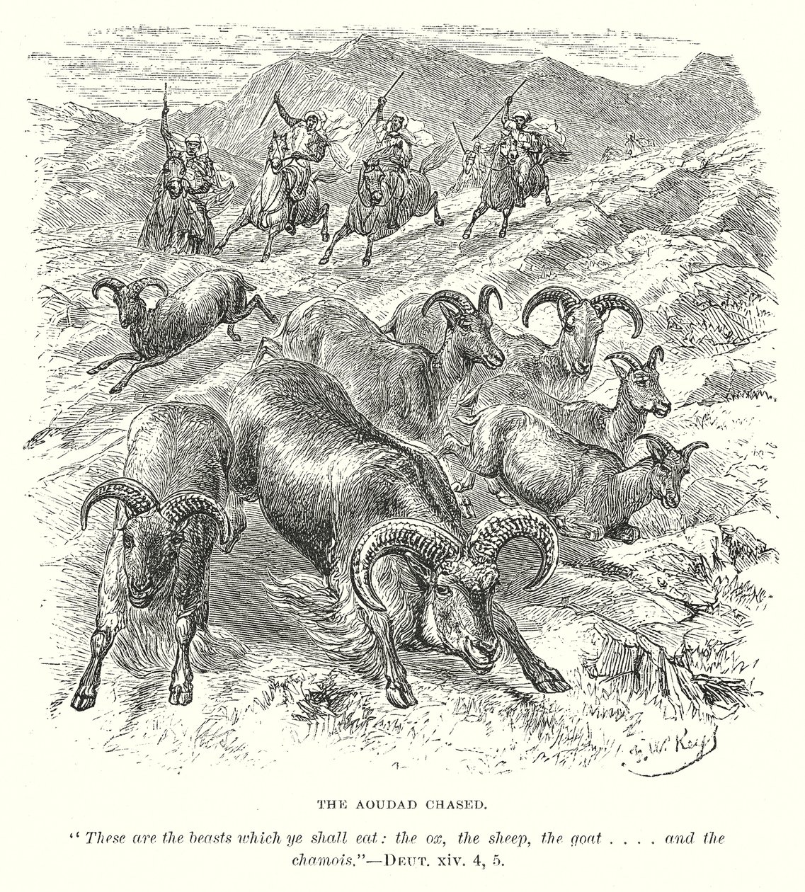 Aoudad Chased (rytina) od English School