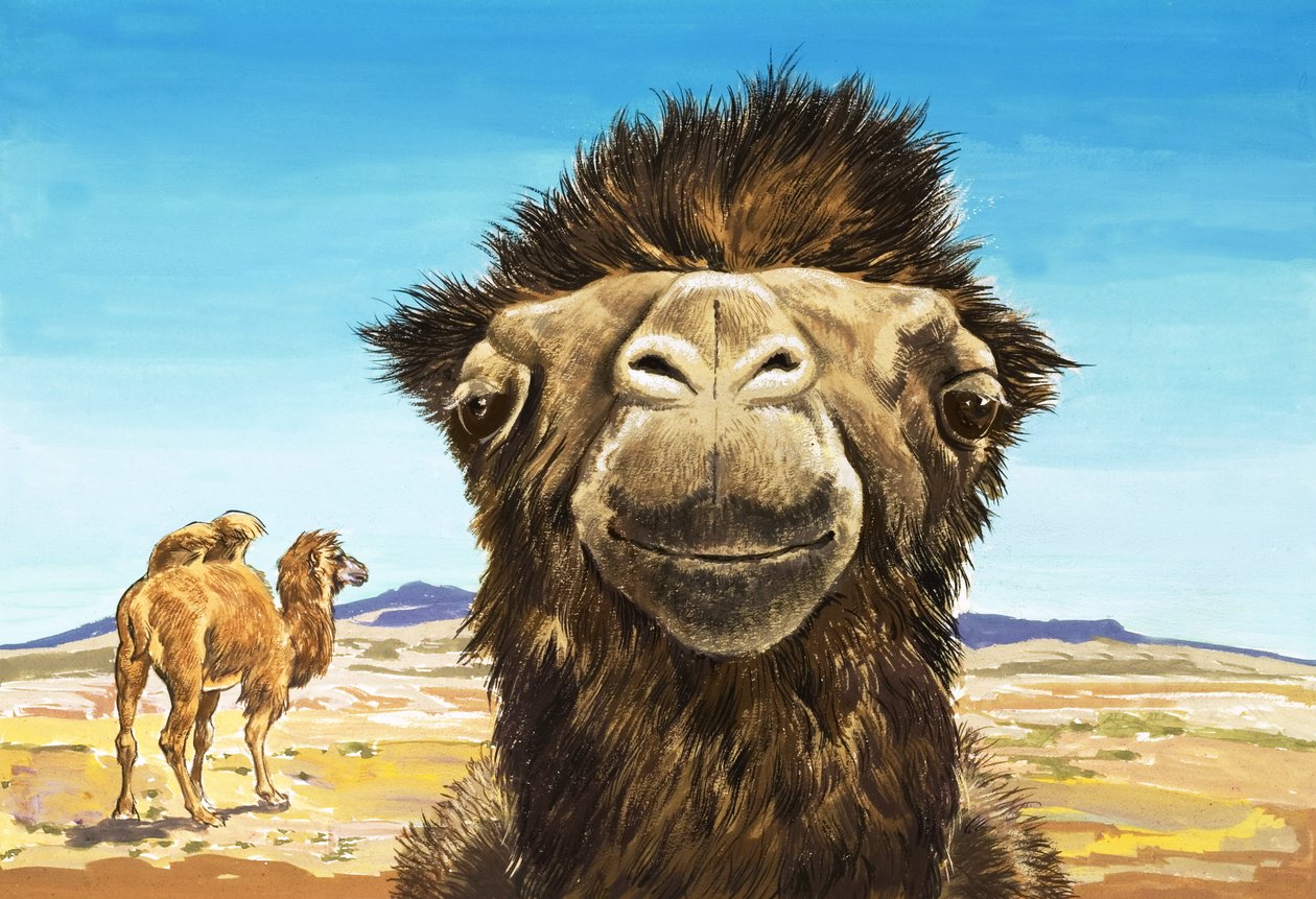 Velbloud, ilustrace z knihy "Stvoření s legračními tvářemi od English School