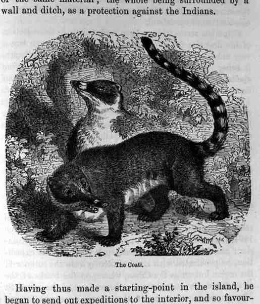 The Coati, od Santo Domingo Minulost a současnost Samuel Hazard, hospoda. 1873 od English School