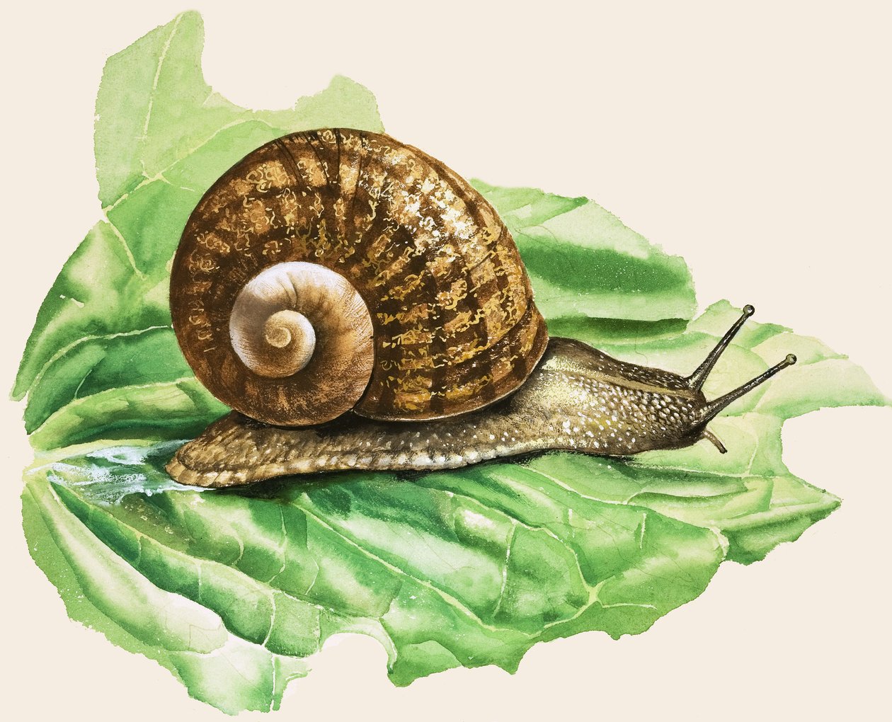 Hlemýžď zahradní, ilustrace z knihy "Slimáci a hlemýždi od English School