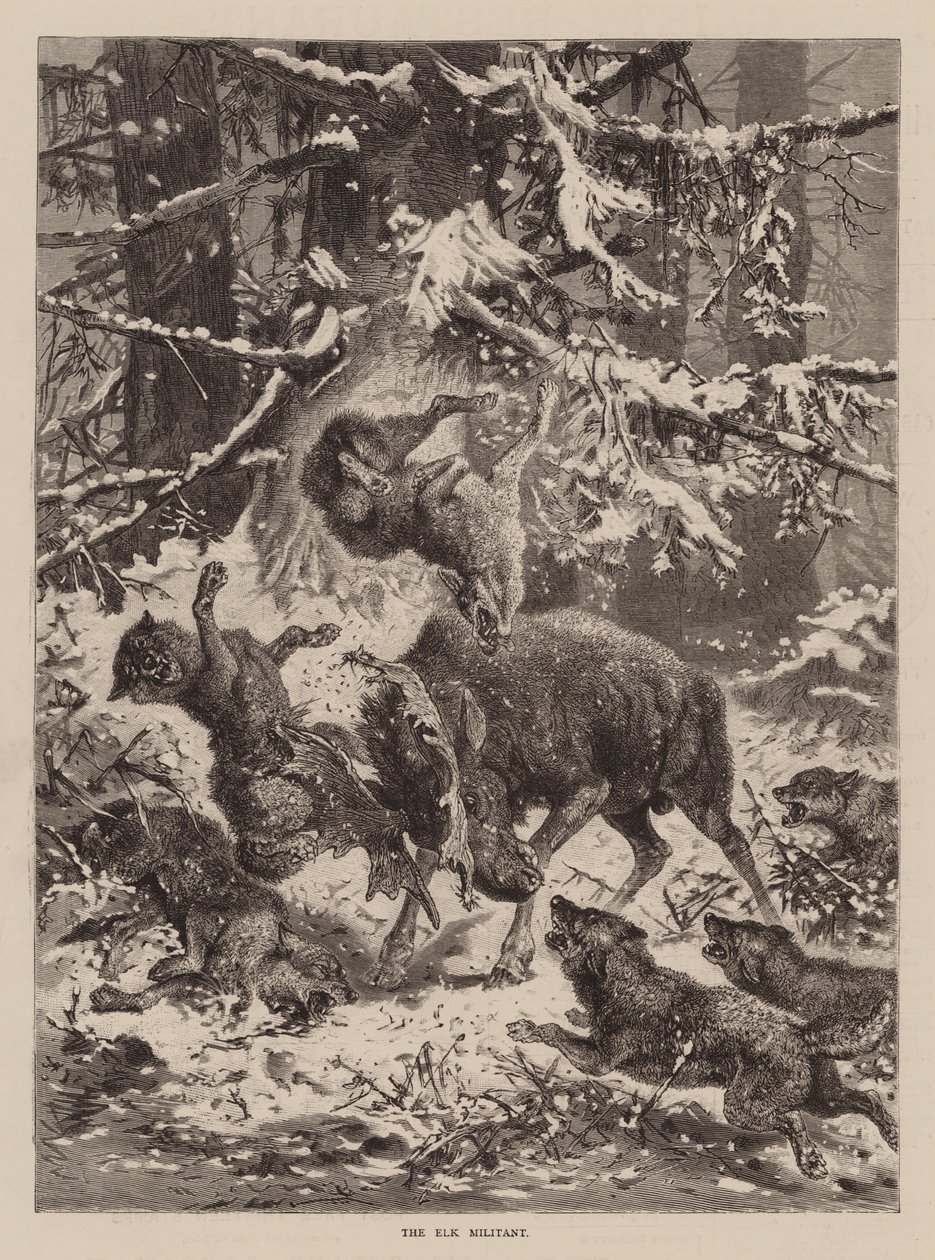 The Elk Militant (rytina) od English School