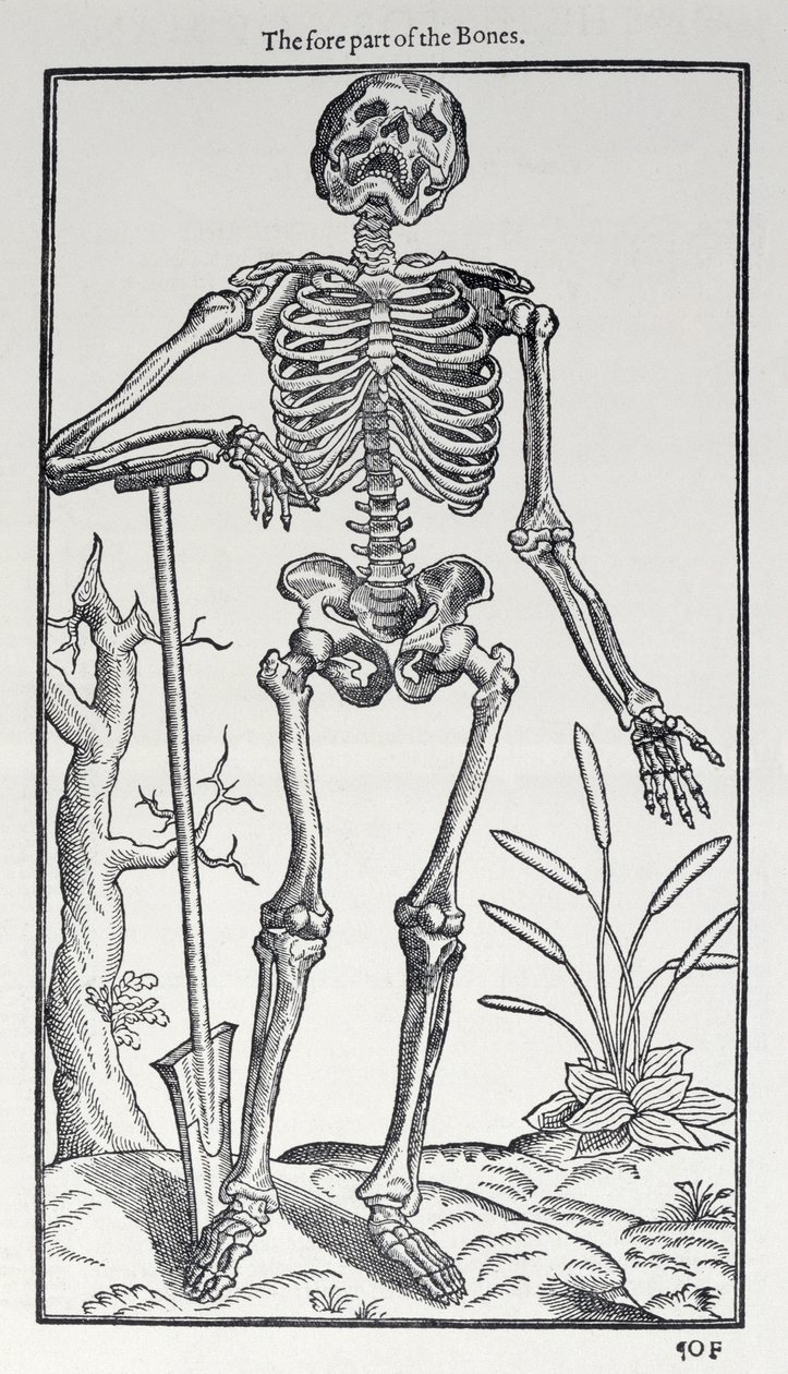 The Fore Part of the Bones, deska z Historie člověka vydané Johnem Banisterem (1540-1610), 1578 od English School