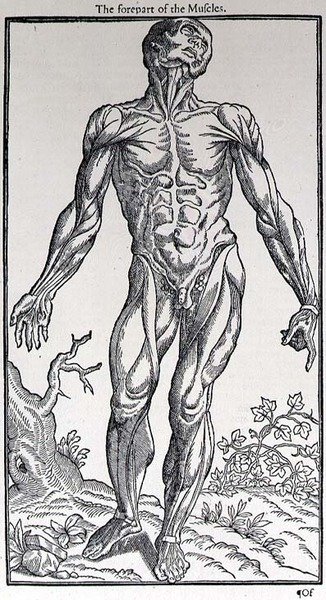 Přední část svalů, deska z „Dějiny člověka“, kterou vydal John Banister (1540-1610) od English School