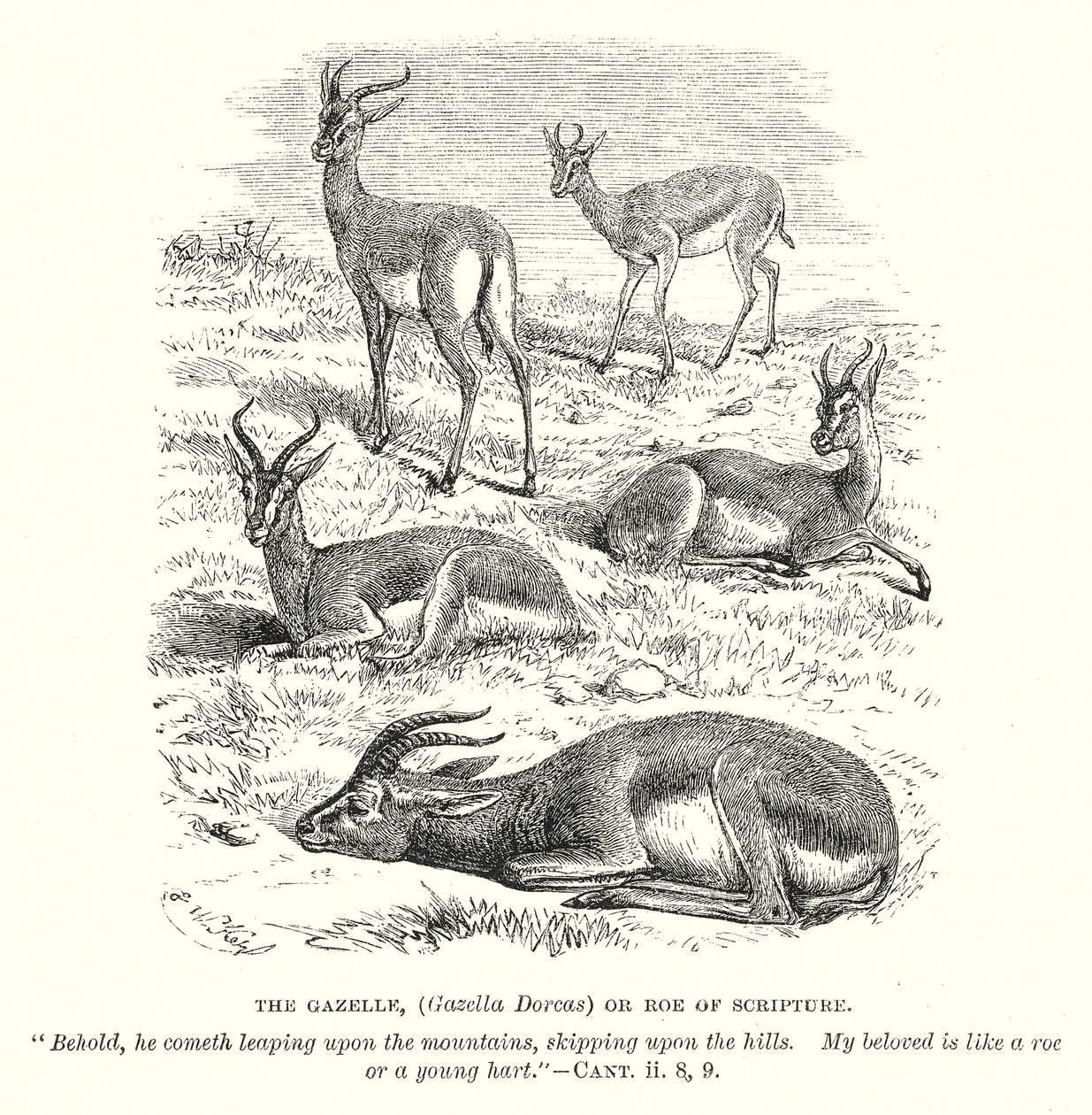 Gazela (Gazella Dorcas) neboli srna z Písma (rytina) od English School