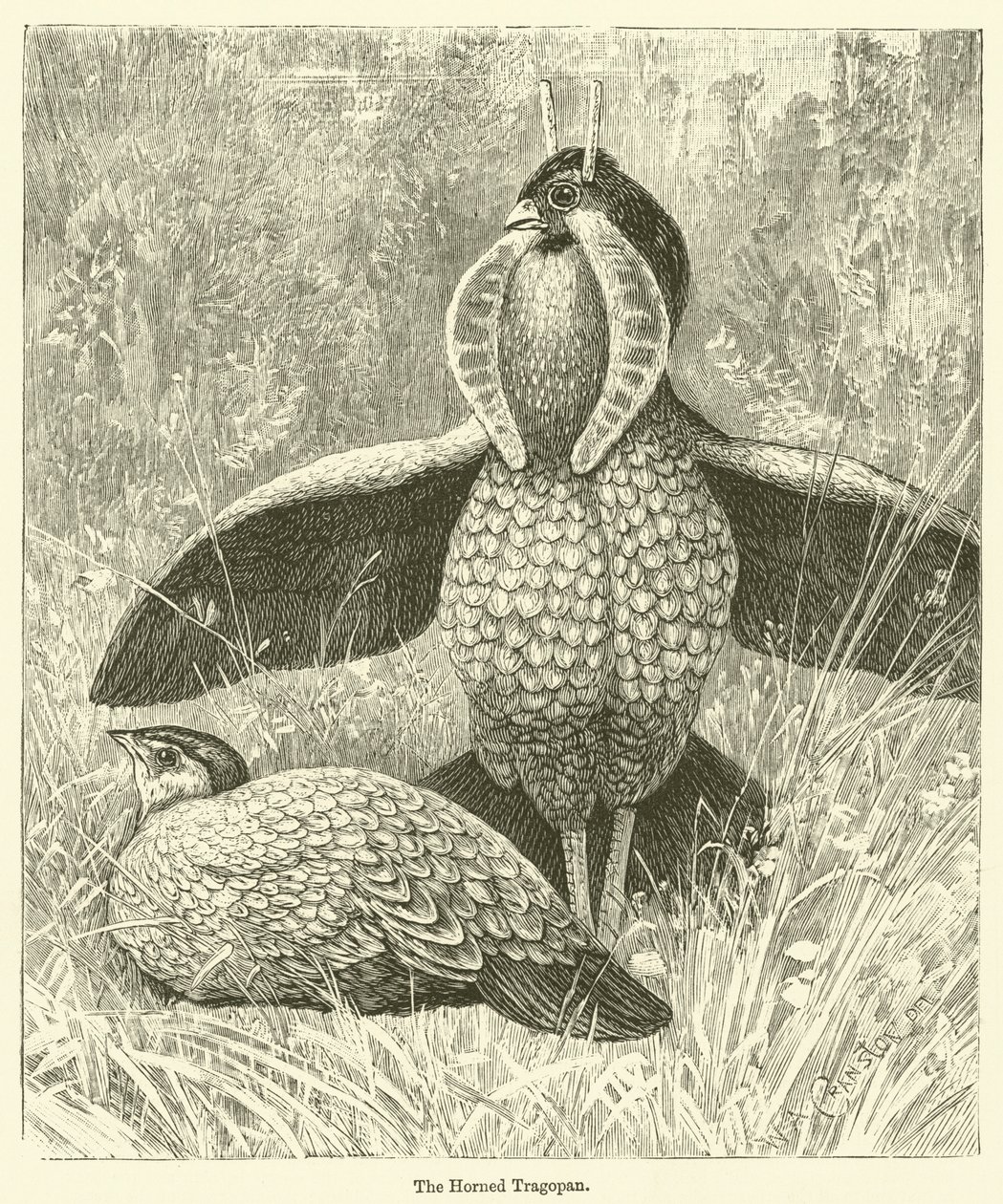 Rohatý Tragopan (rytina) od English School