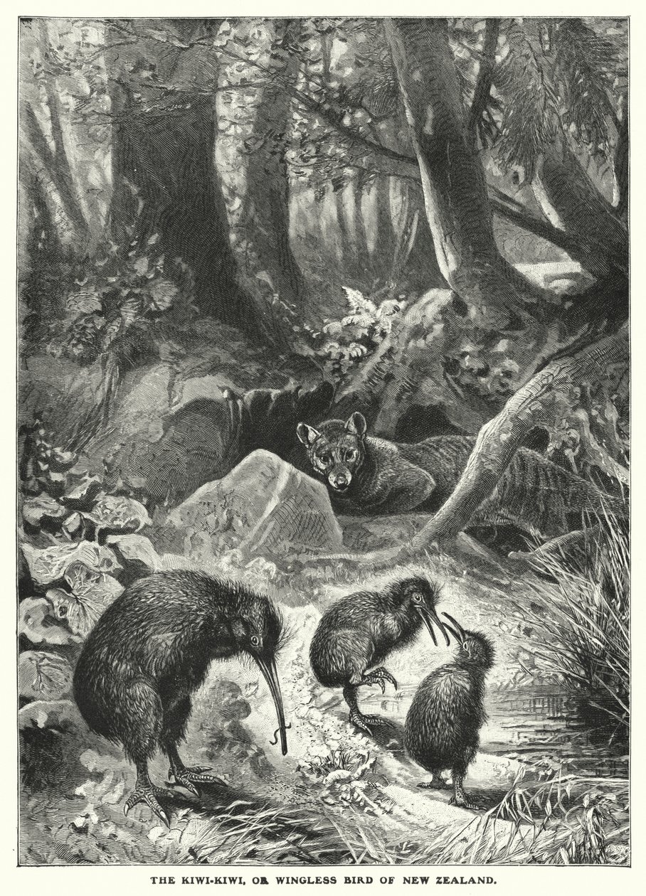 Kiwi-Kiwi neboli bezkřídlý pták Nového Zélandu (rytina) od English School