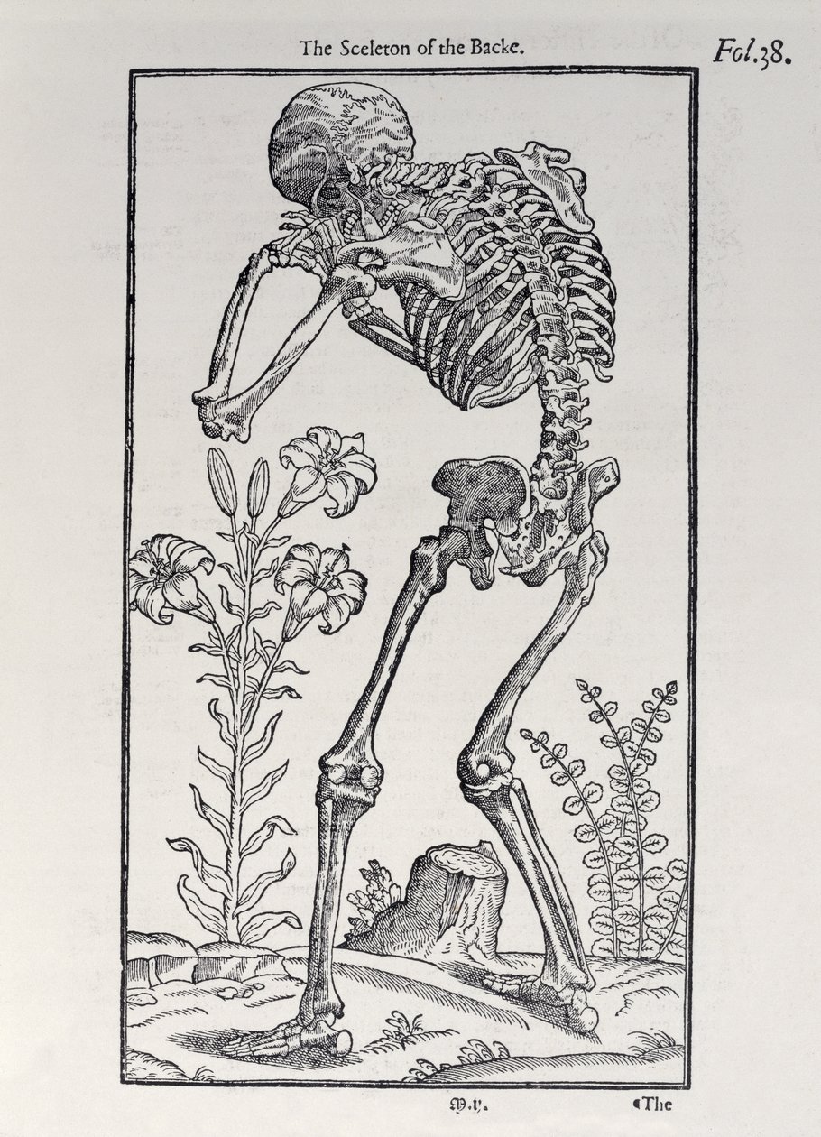 Kostra zadní desky z Historie člověka publikoval John Banister (1540-1610), 1578 od English School