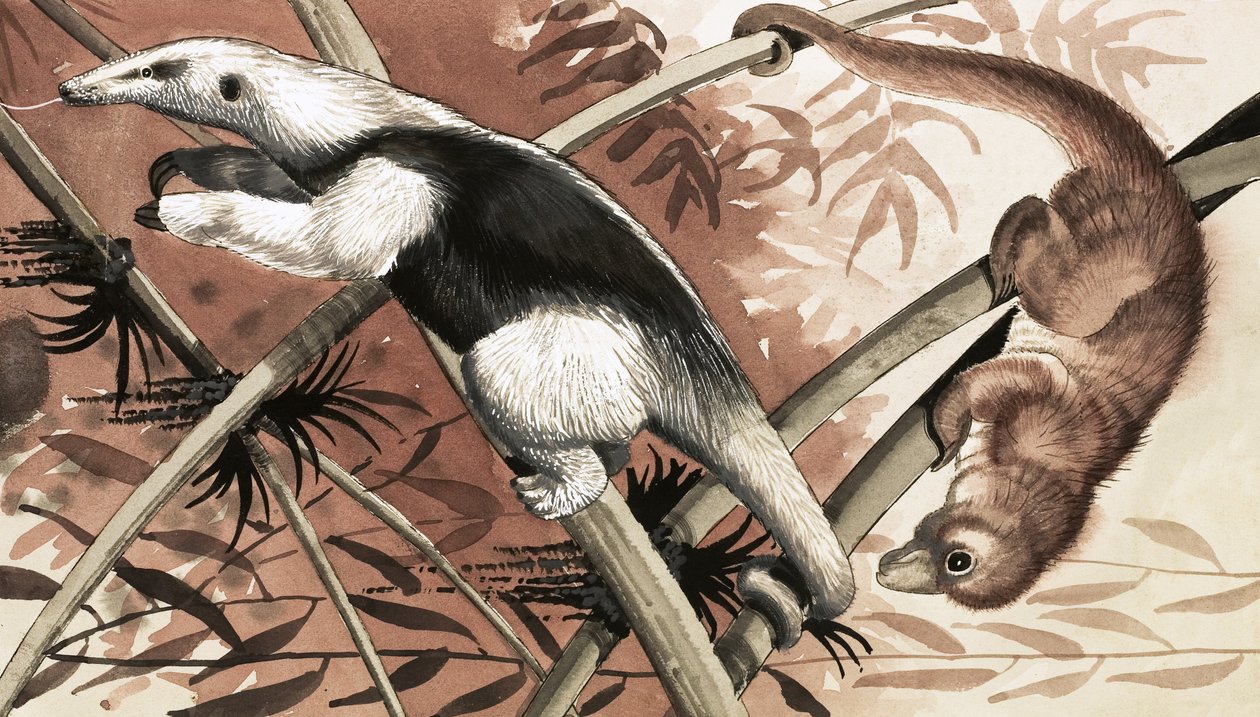Tamandua od English School