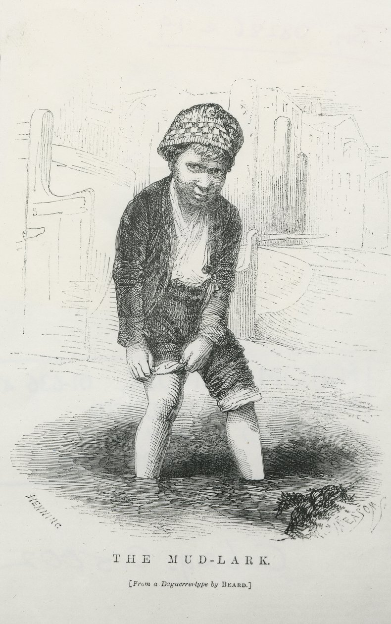Skřivan bahenní od English School