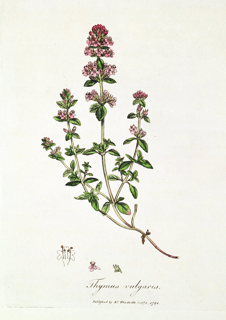 Tymián, Thymus vulgaris, publikoval Dr. Woodville od English School