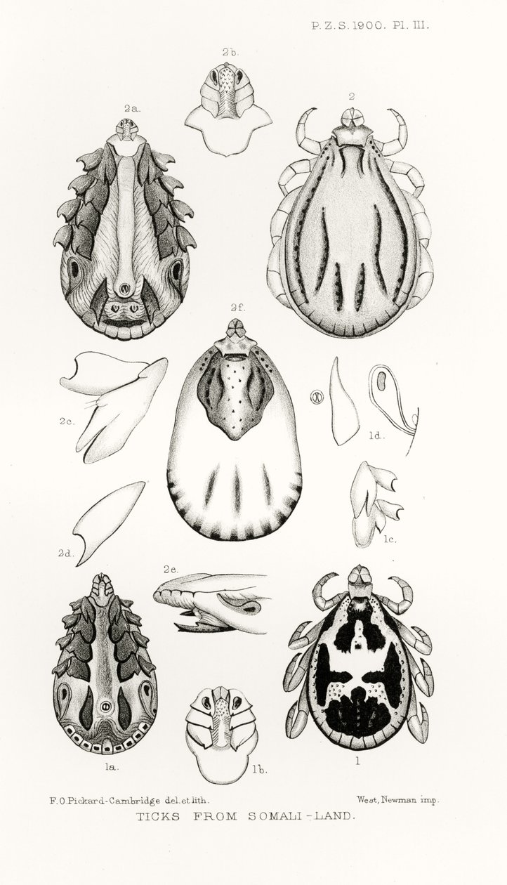 Ticks from Somali-Land, ilustrace z The Hope Reports, Vol. II, 1897-1900., editoval Edward B. Poulton, Oxford, 1901 od English School