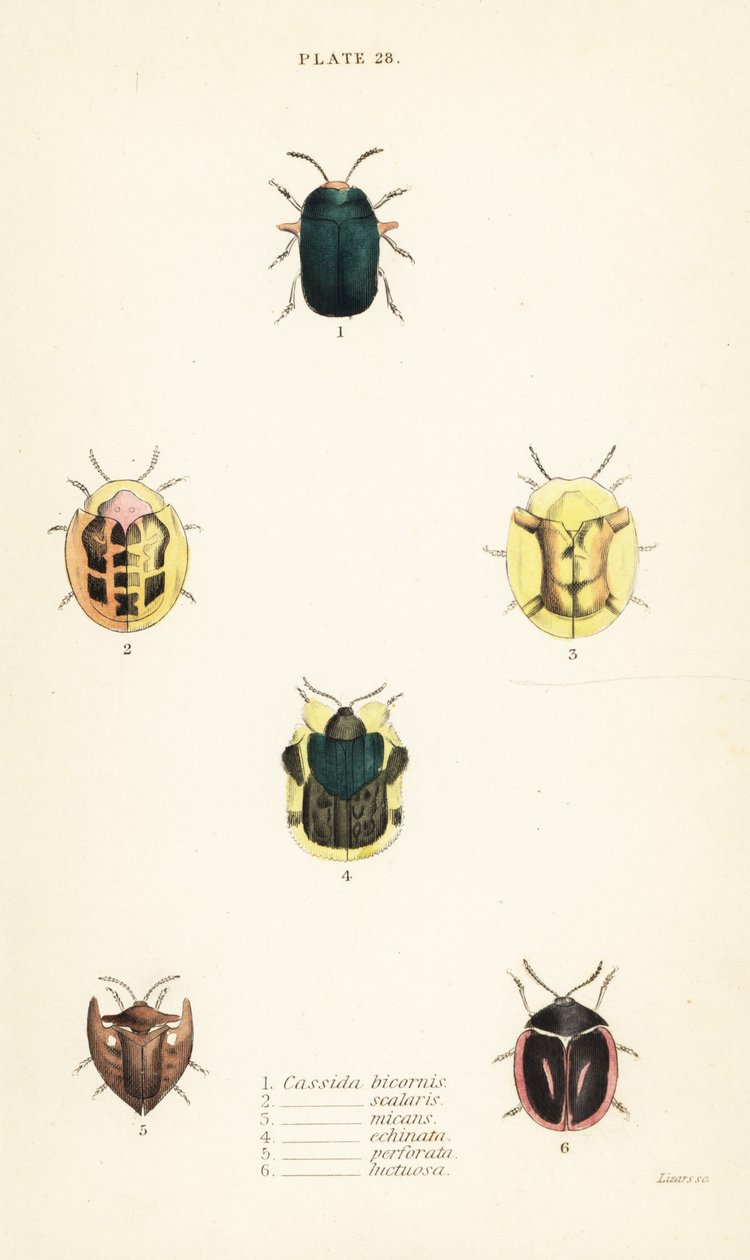Želví brouci: Omocerus bicornis 1, Cassida scalaris 2 od English School