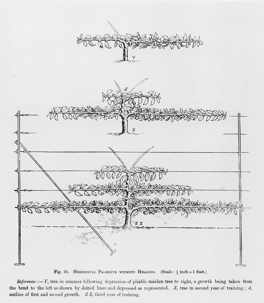 Výcvik mladých ovocných stromků, z The Fruit Growers Guide od Johna Wrighta, publikovaného kolem roku 1897-1905 od English School