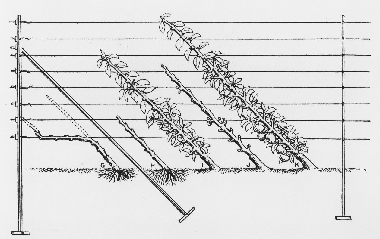 Výcvik mladých stromů, z The Fruit Growers Guide od Johna Wrighta, vydaného kolem roku 1897-1905 od English School