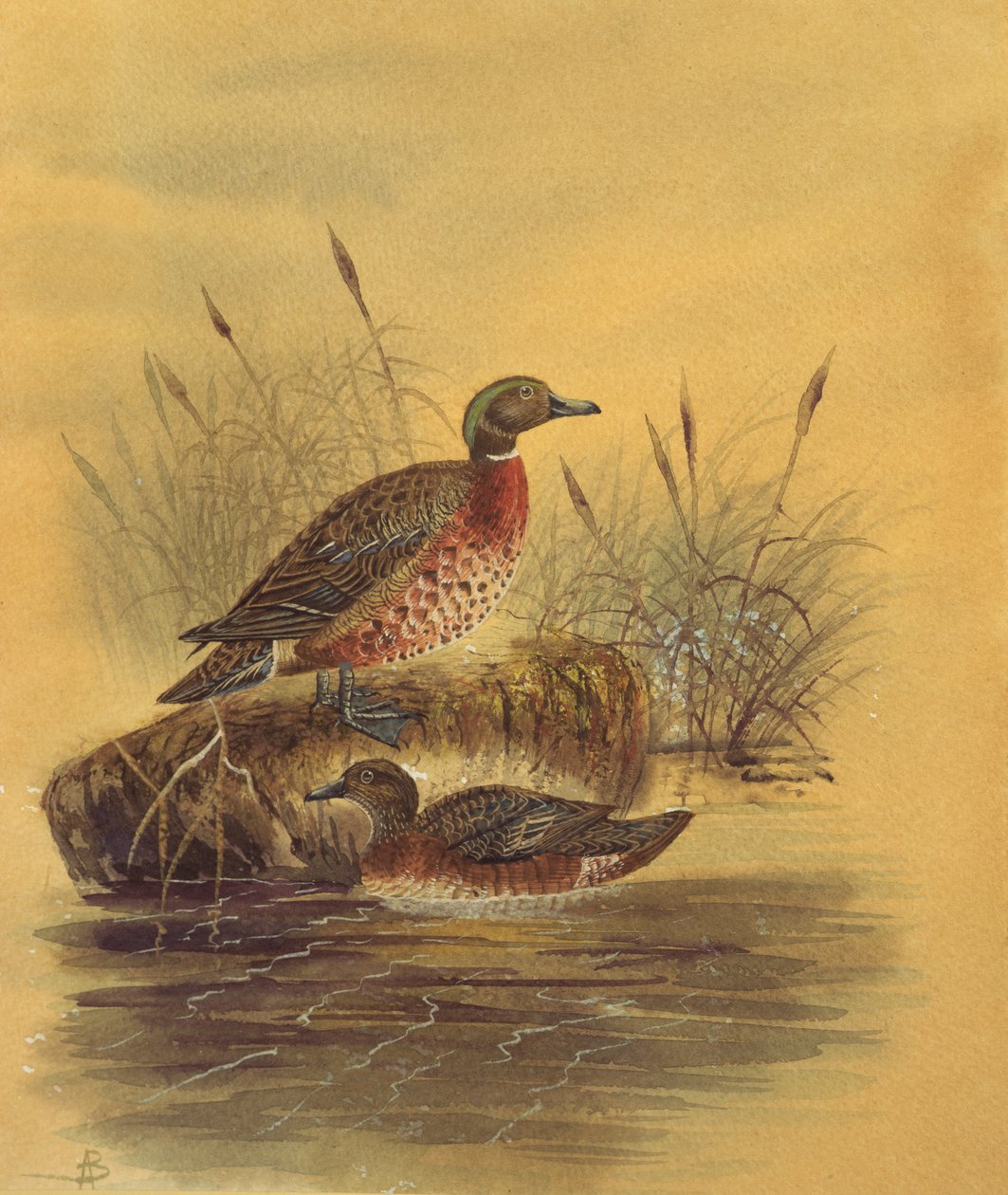 Two Ducks by a Reeded Bank, cca 1890 (wc na papíře) od English School