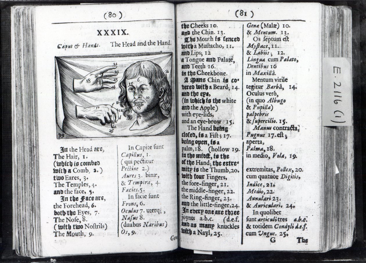 Dvě stránky z knihy Orbis Sensualium Pictus od Komenského, 1659 od English School