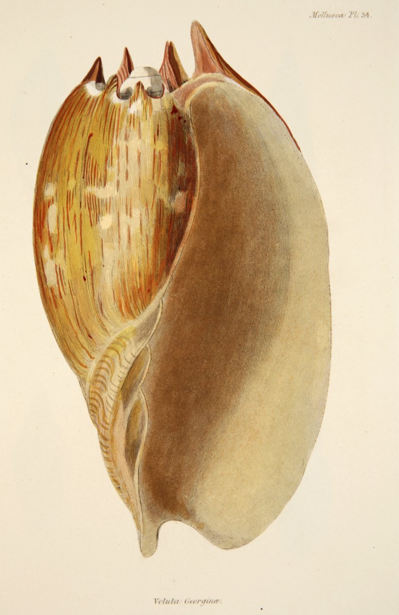 Veluta Georgina, z The Mollusca a Radiata, hospoda. 1833 (ručně kolorovaná rytina) od English School