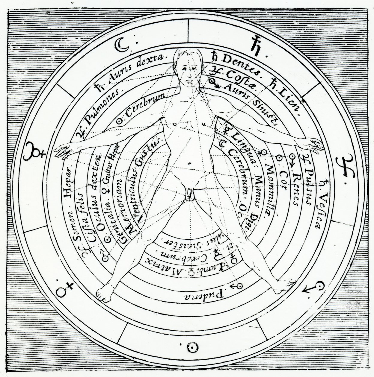 Vitruviánská postava z „Utriusque Cosmi Historia“ od Roberta Fludda, publikovaná v roce 1617 (rytina) od English School