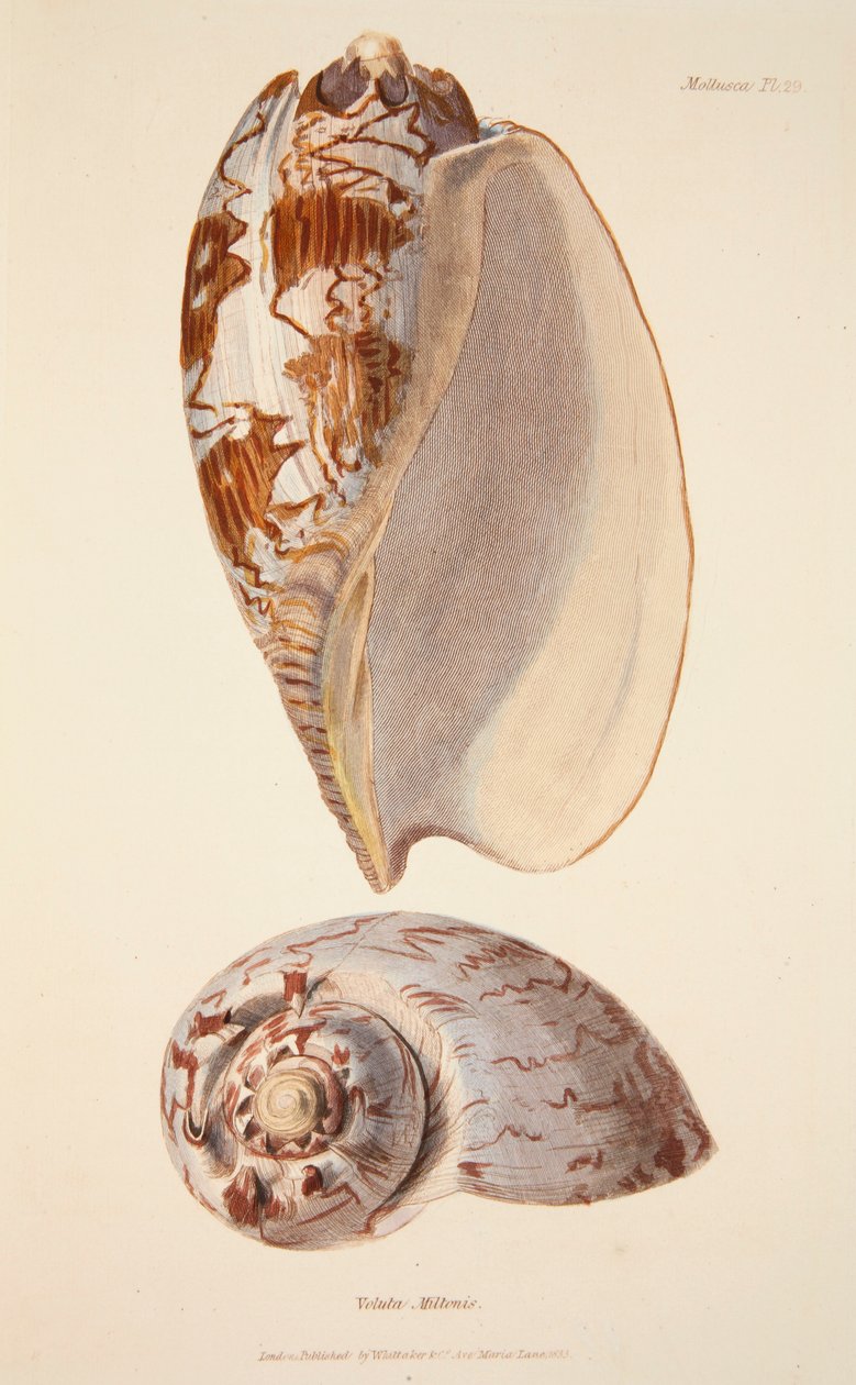 Voluta Miltonis, hospoda. 1833 ručně kolorovaná rytina. od English School