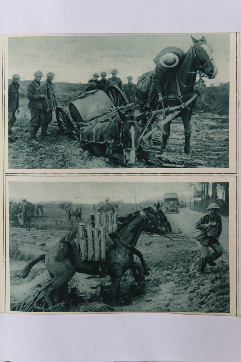 Váleční koně tonoucí v bahně, severní Francie, srpen 1917 od English School